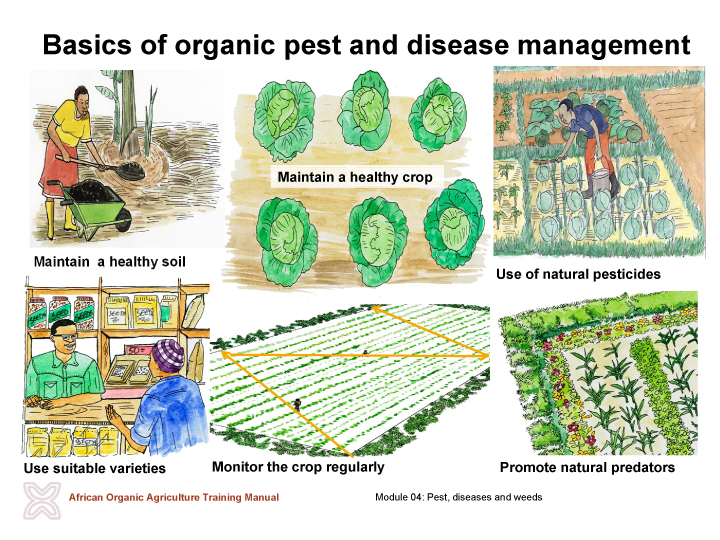 Organic Africa - Module 4: Pest, Disease And Weed Management